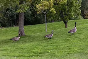Ottawa Prints: Wild Canadian geese walking on green grass among trees in park