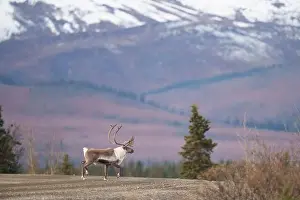 Caribou Prints: Wild Caribou Roaming in Front of Snow-Capped Mountain Landscape