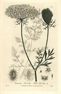 Wild carrot, Daucus carota