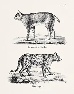 Animal Stage Prints: Wild Cat Illustration. Feline Zoological Lithography. Natural History Art