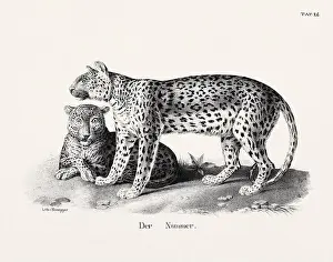 Wild Cat Illustration. Feline Zoological Lithography. Natural History Art