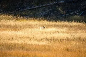 Stealth Prints: wild coyote (Canis latrans), also known as the American jackal