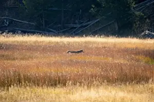 Stealth Prints: wild coyote (Canis latrans), also known as the American jackal