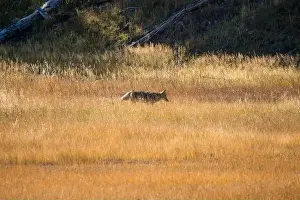 Stealth Prints: wild coyote (Canis latrans), also known as the American jackal