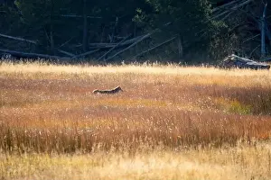 Stealth Prints: wild coyote (Canis latrans), also known as the American jackal