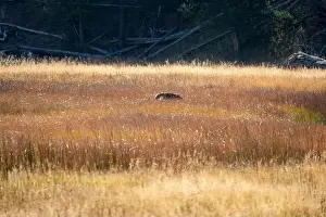 Stealth Prints: wild coyote (Canis latrans), also known as the American jackal