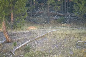 Stealth Prints: wild coyote (Canis latrans), also known as the American jackal