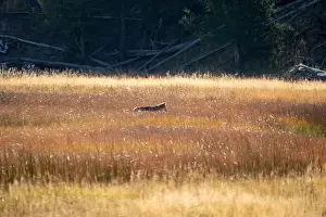 Stealth Prints: wild coyote (Canis latrans), also known as the American jackal