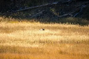 Stealth Prints: wild coyote (Canis latrans), also known as the American jackal