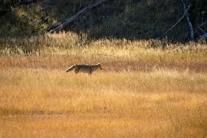 Stealth Prints: wild coyote (Canis latrans), also known as the American jackal