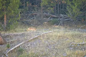 Stealth Prints: wild coyote (Canis latrans), also known as the American jackal