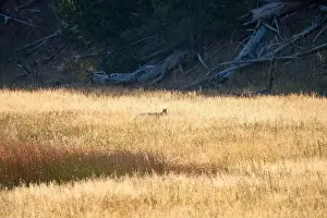 Stealth Prints: wild coyote (Canis latrans), also known as the American jackal