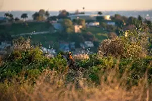 Animal Kingdom Prints: Wild coyotes can be found even in big cities like Los Angeles, CA, USA