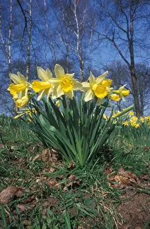Daffodils Prints: WILD DAFFOIDILS Narcissus pseudonarcissus Glostershire UK