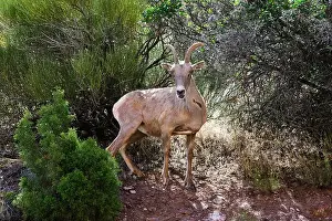 Engaged Prints: Wild desert bighorn sheep ewe in natural environment at Colorado National Monument