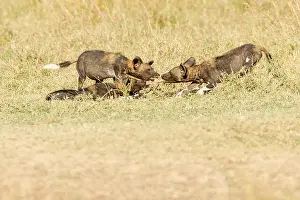Pulling Prints: Wild dog pups near their den feeding on food brought by an adult