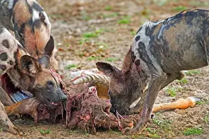 Animal Behaviour Prints: Wild Dogs feeding on a recent kill in South Luangwa National Park, Zambia