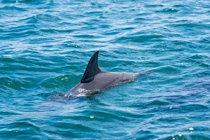 Encounter Prints: Wild dolphins in Koombana Bay. Bunbury, Western Australia