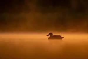 Lake Ontario Prints: Wild duck floating on the water at sunset, beautiful orange color scenery