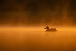 Duck Pond Prints: Wild duck floating on the water at sunset, beautiful orange color scenery