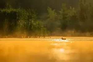 Duck Pond Prints: Wild duck floating on the water at sunset, beautiful orange color scenery