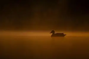 Duck Pond Prints: Wild duck floating on the water at sunset, beautiful orange color scenery