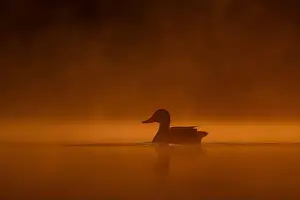 Duck Pond Prints: Wild duck floating on the water at sunset, beautiful orange color scenery