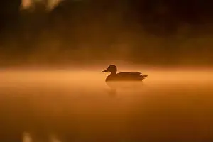 Duck Pond Prints: Wild duck floating on the water at sunset, beautiful orange color scenery
