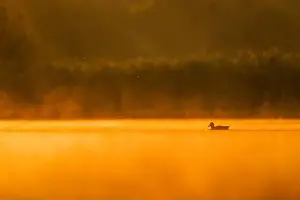 Duck Pond Prints: Wild duck floating on the water at sunset, beautiful orange color scenery