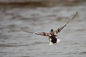 Swallow Prints: Wild duck flying over water in a river, scientific name Anas platyrhynchos