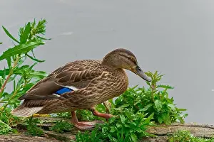 Ducklings Prints: Wild duck. Mallard (Anas platyrhynchos) on a branch