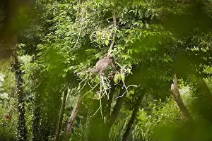 Monkey Prints: A wild endangered monkey in the zoo. Orangutan monkey in nature