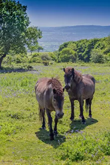 Bluebells Prints: Wild Exmoor ponies grazing amongst the bluebells at the summit of Cothelstone Hill
