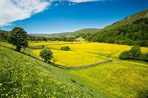 North Yorkshire Prints: Wild flower meadow near Muker, Yorkshire Dales National Park