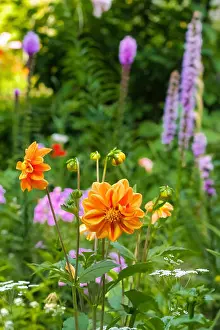 Daisy Prints: Wild garden