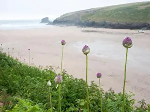 Rundown Prints: Wild garlic plants and wild flowers growing on the cliff edge at Porthcothan Bay Cornwall UK