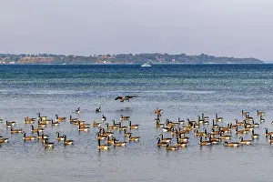 Wild geese land in the water on the shore near Landskrona in southern Sweden