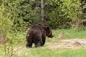 Banff Prints: Wild grizzly bear (Ursus arctos horribilis) seen in Jasper National Park during summer time while foraging