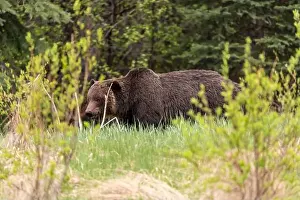 Banff Prints: Wild grizzly bear (Ursus arctos horribilis) seen in Jasper National Park during summer time while foraging