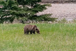 Banff Prints: Wild grizzly bear (Ursus arctos horribilis) seen in Jasper National Park during summer time while foraging