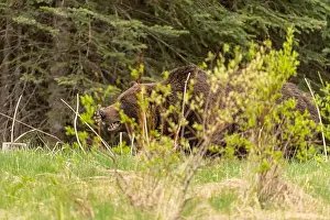 Banff Prints: Wild grizzly bear (Ursus arctos horribilis) seen in Jasper National Park during summer time while foraging