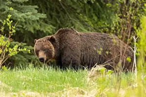 Banff Prints: Wild grizzly bear (Ursus arctos horribilis) seen in Jasper National Park during summer time while foraging