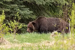 Columbia Prints: Wild grizzly bear (Ursus arctos horribilis) seen in Jasper National Park during summer time while foraging