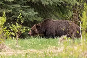 Columbia Prints: Wild grizzly bear (Ursus arctos horribilis) seen in Jasper National Park during summer time while foraging