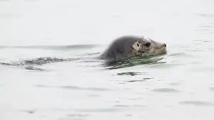 Harbor Seal Prints: Wild Harbor Seal phoca vitulina swimming with head above calm water