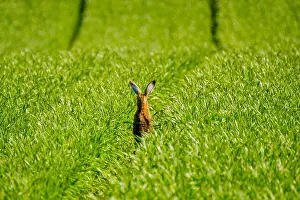 Hare Prints: Wild hare in the field