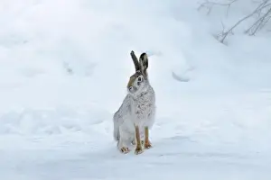 Snowfield Prints: Wild hare sitting on snow in winter landscape