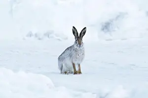 Snowfield Prints: Wild hare sitting on snow in winter landscape