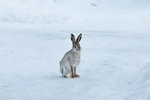 Snowfield Prints: Wild hare sitting on snow in winter landscape