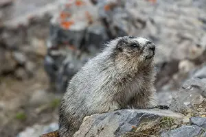 Obese Prints: Wild Hoary Marmot (Marmota caligata)